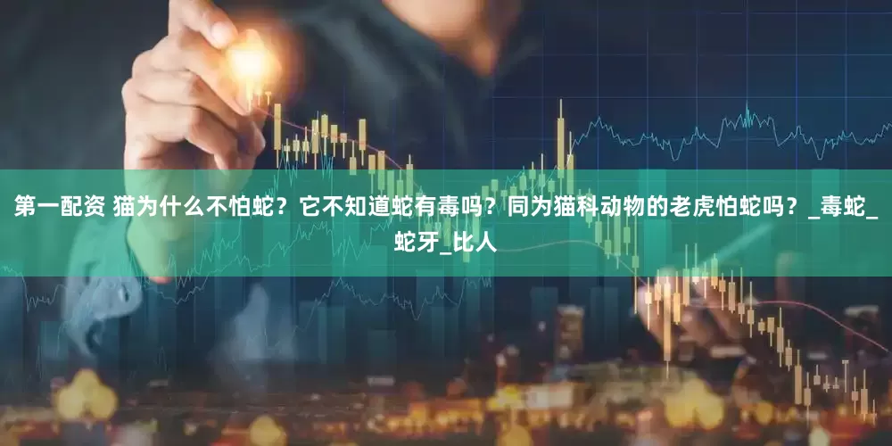 第一配资 猫为什么不怕蛇？它不知道蛇有毒吗？同为猫科动物的老虎怕蛇吗？_毒蛇_蛇牙_比人